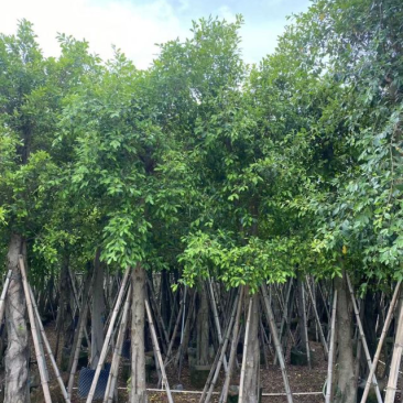 小叶榕基地直销规格齐全欢迎老板来电咨询合作