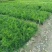 天门冬小袋中袋基地质量优质欢迎老板来电咨询合作