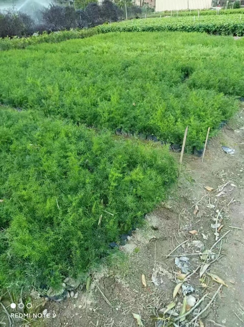 天门冬小袋中袋基地质量优质欢迎老板来电咨询合作
