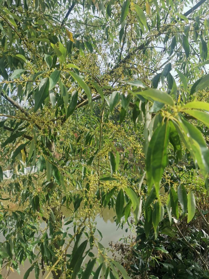 木姜子，山胡椒，新鲜嫩果