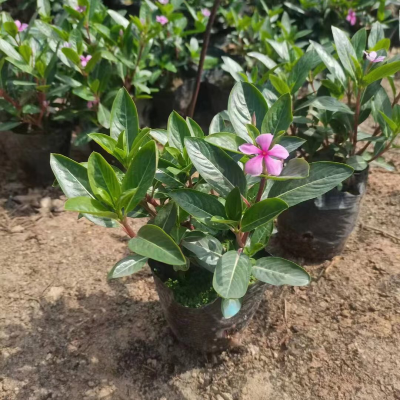 长春花小袋中袋基地直销质量优质欢迎老板前来咨询合作