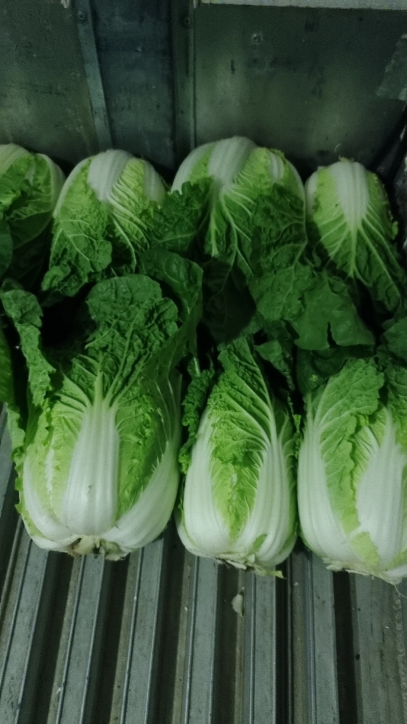 福建精品娃娃菜
