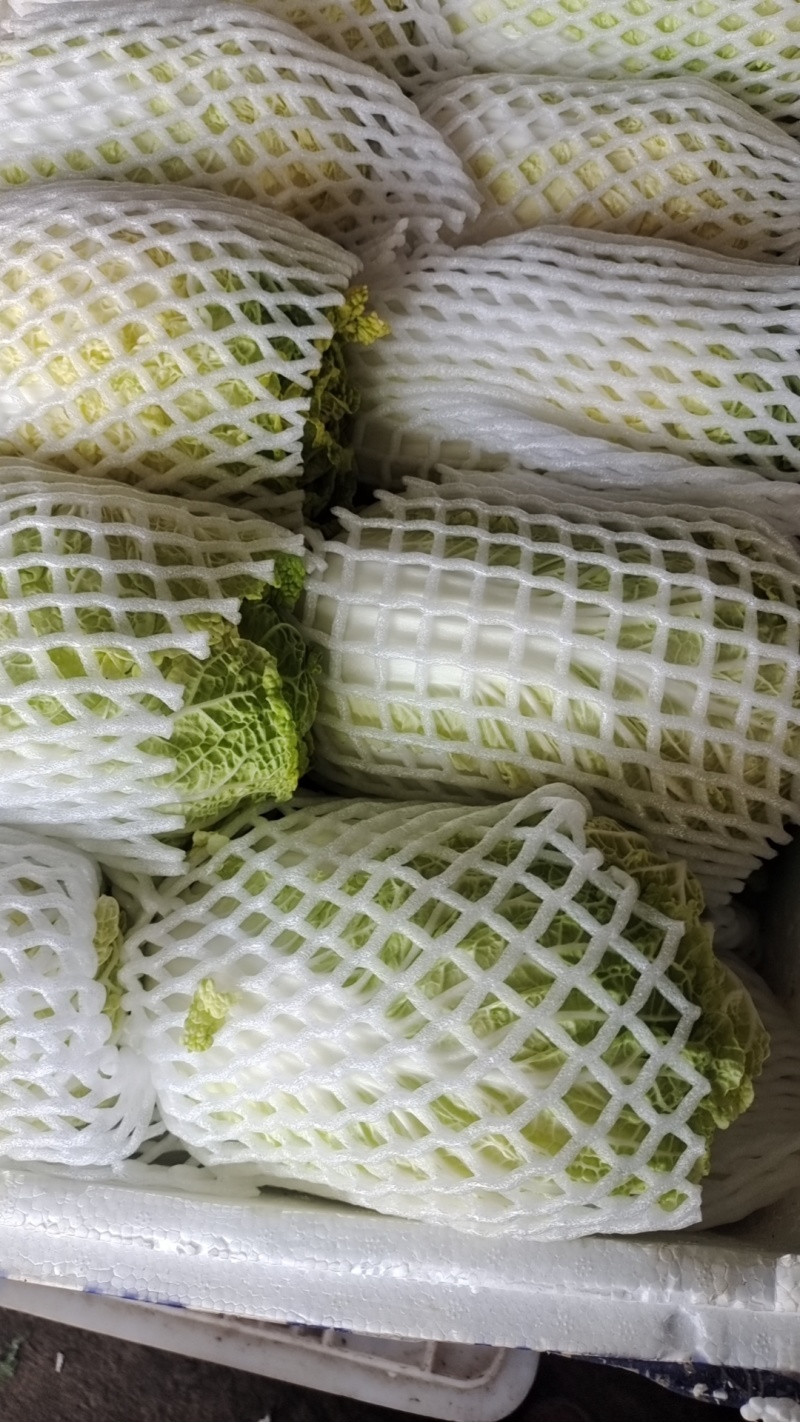 福建精品娃娃菜