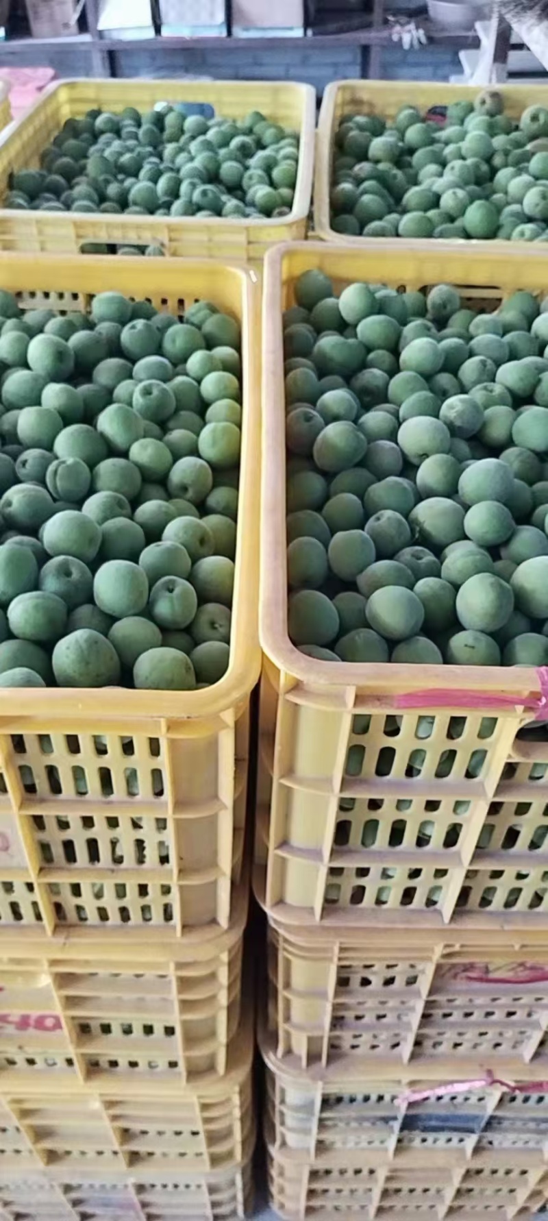 青梅，酸梅罗刚梅，产地直发，量大从优一手货源品质保证