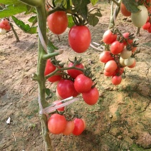 圣女果苗，千禧小蕃茄苗，基地直发。