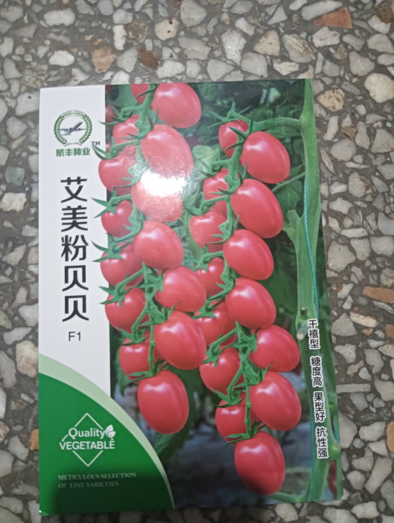 圣女果苗，千禧小蕃茄苗，基地直发。