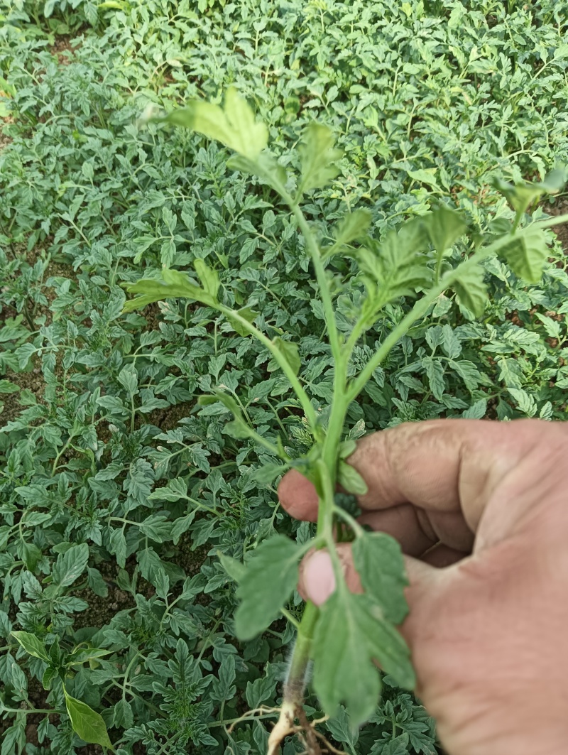 圣女果苗，千禧小蕃茄苗，基地直发。
