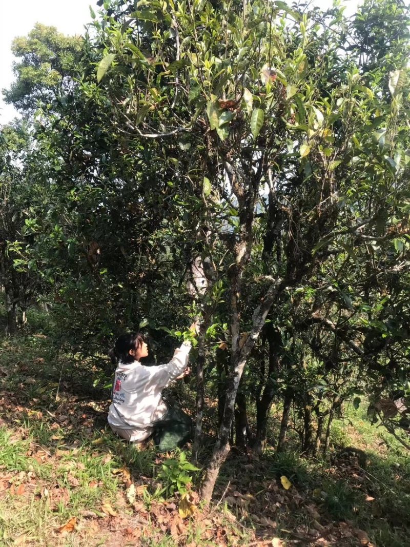 想你的风吹到了普洱，欢迎广大客户，朋友，提钱来订😊