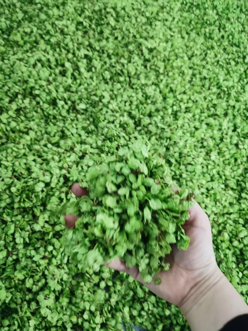 纯野生的新鲜榆钱，品质好，价格优！值得信赖