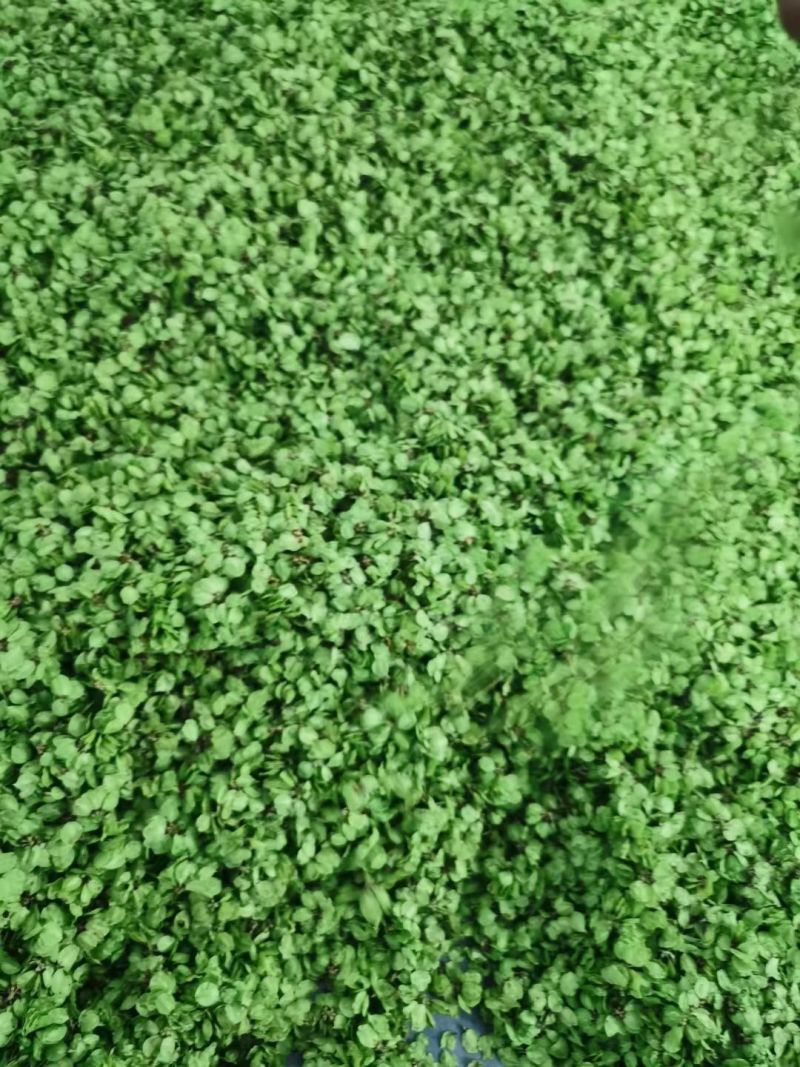 纯野生的新鲜榆钱，品质好，价格优！值得信赖