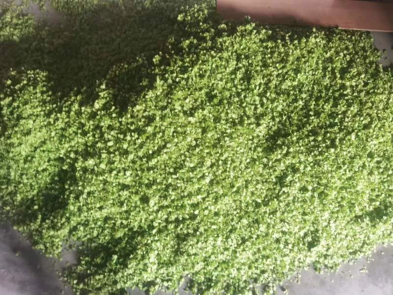 纯野生的新鲜榆钱，品质好，价格优！值得信赖