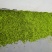 纯野生的新鲜榆钱，品质好，价格优！值得信赖