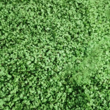 纯野生的新鲜榆钱，品质好，价格优！值得信赖