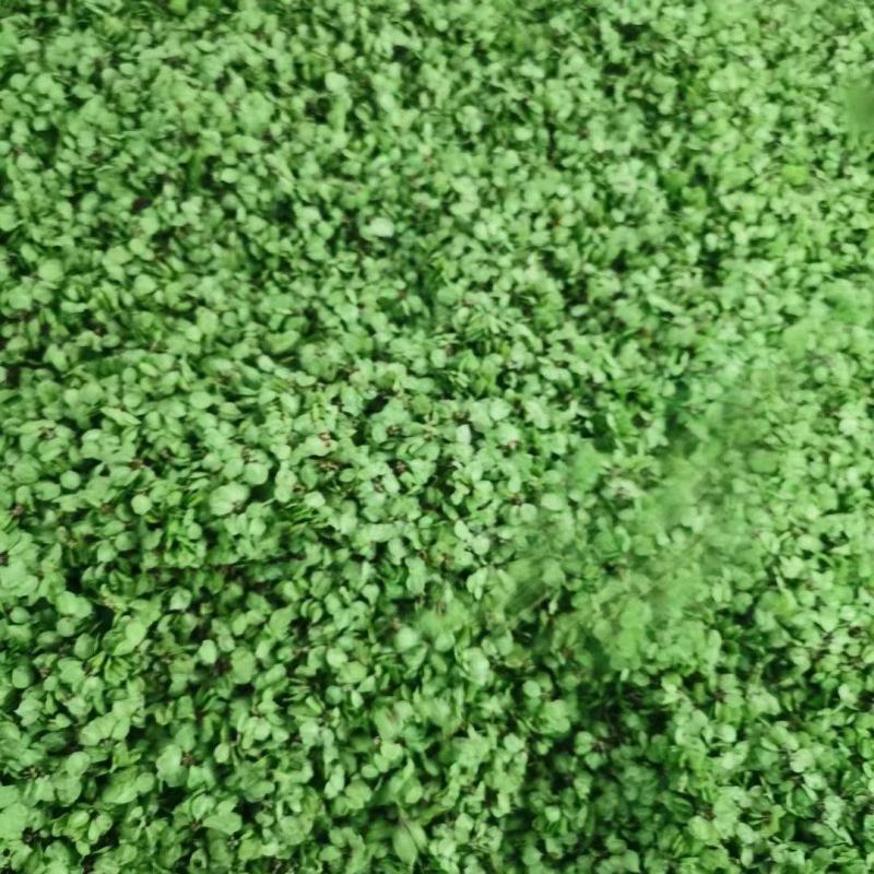 纯野生的新鲜榆钱，品质好，价格优！值得信赖