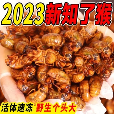 山东大金蝉知了猴基地自产自销一斤80-160个