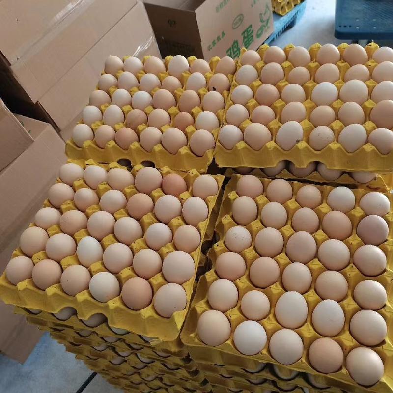 精品散养土鸡蛋，场地直供，价格实惠，质量保证