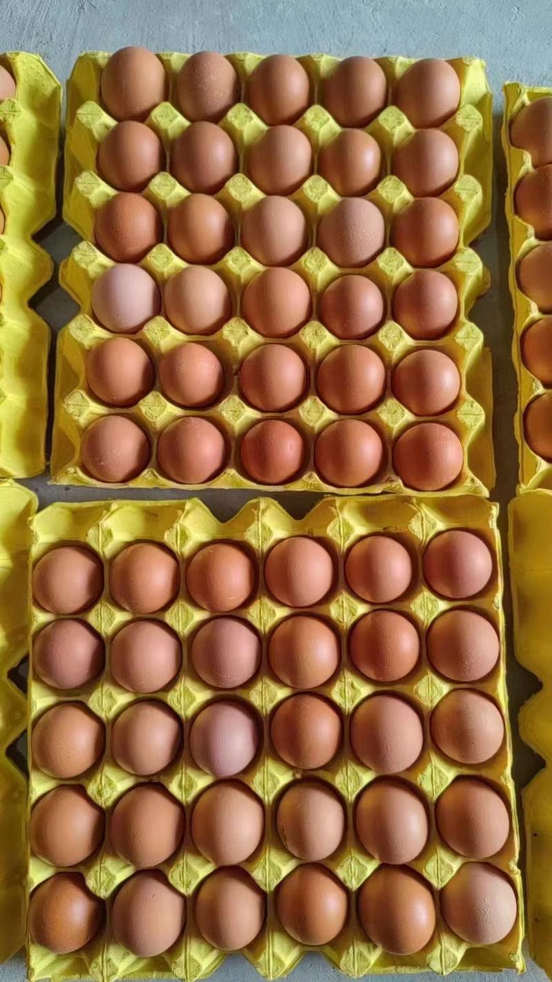精品散养土鸡蛋，场地直供，价格实惠，质量保证