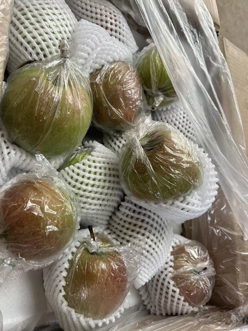 玉露香梨多规格可选对接各类市场四季有货代发全国