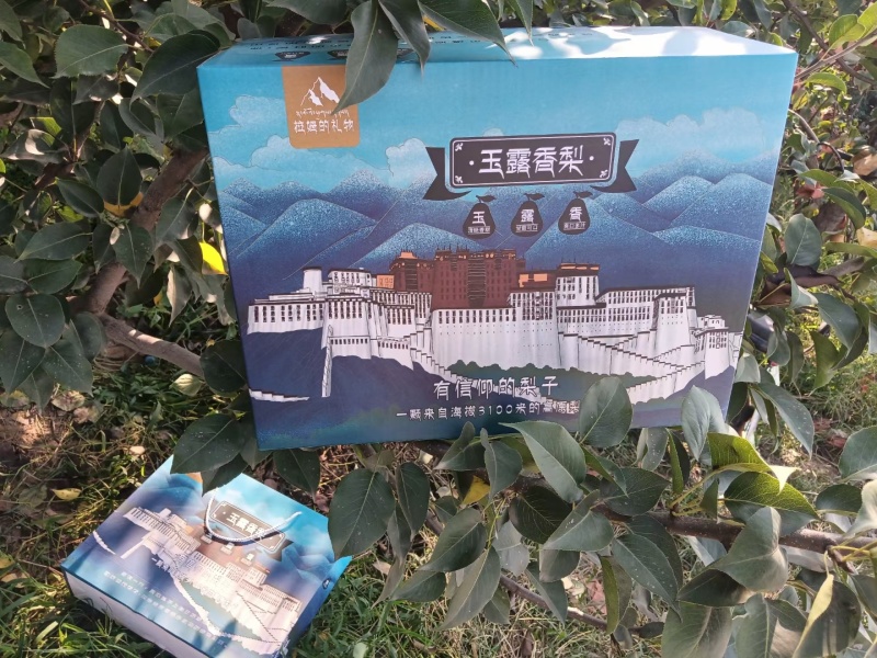 玉露香梨多规格可选对接各类市场四季有货代发全国