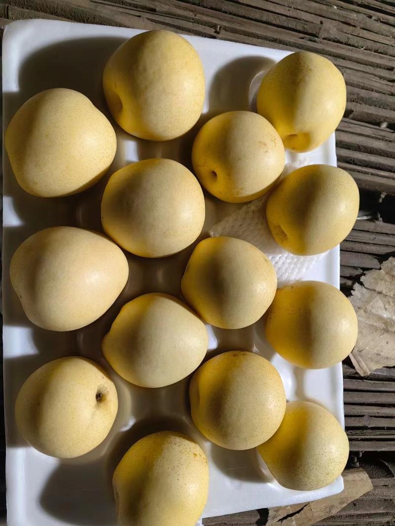 黄冠梨产地直供对接各级市场全年供应规格可选