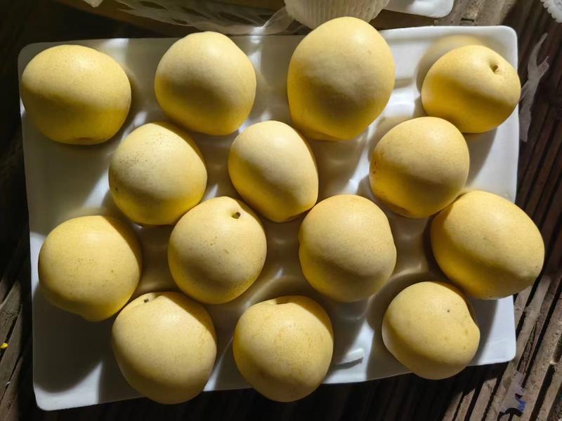 黄冠梨产地直供对接各级市场全年供应规格可选