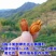 【山栀子】中药材山栀子枝子无硫山栀子多规格可选包邮