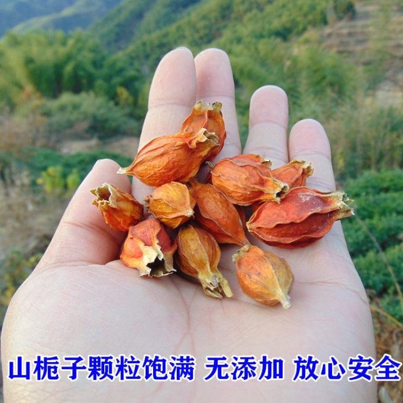 【山栀子】中药材山栀子枝子无硫山栀子多规格可选包邮