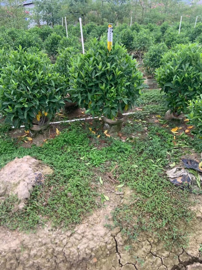 非洲茉莉球基地直销规格齐全欢迎老板来电咨询合作