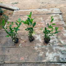大叶小叶栀子花小袋中袋基地直销质量优质欢迎老板来电