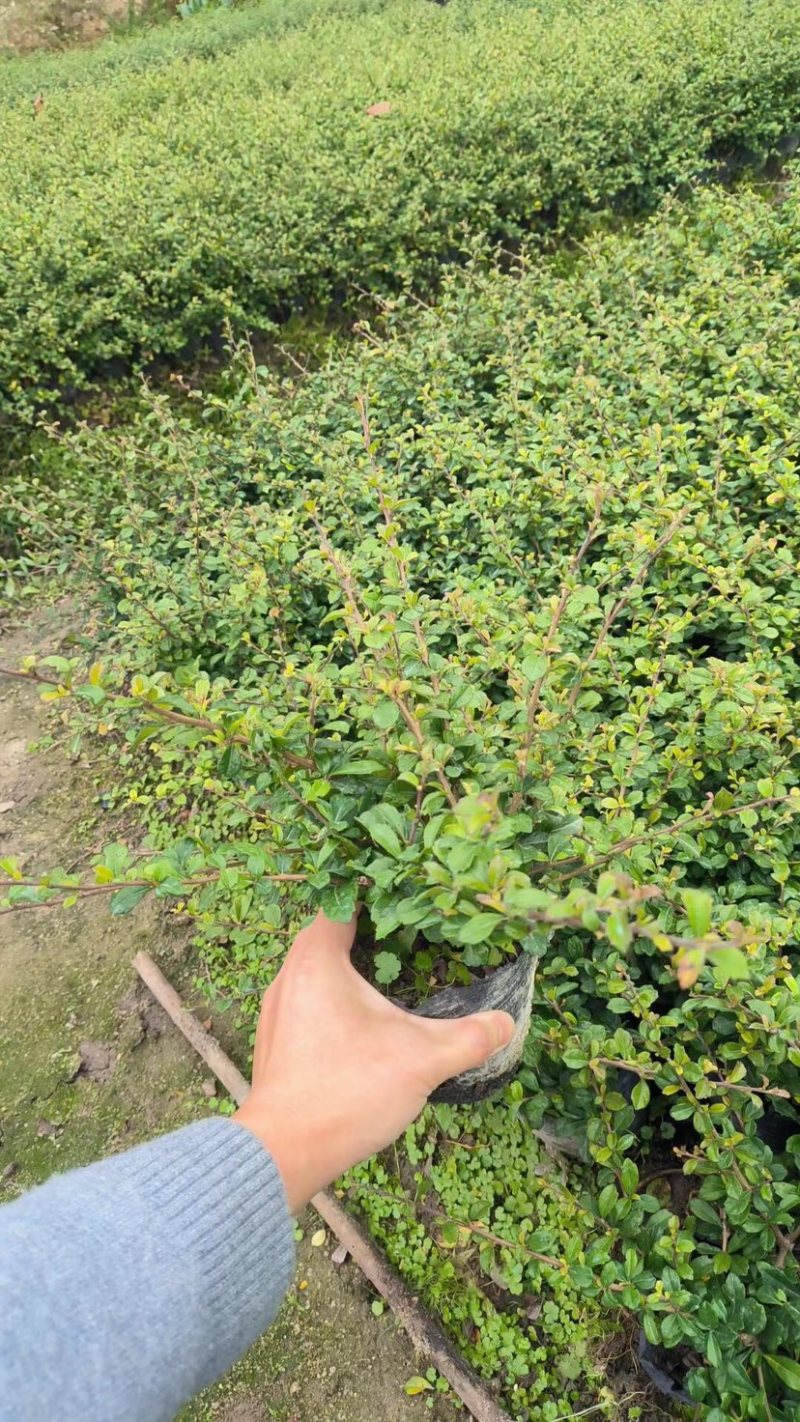 福建茶小袋中袋基地直销质量优质欢迎老板前来咨询合作