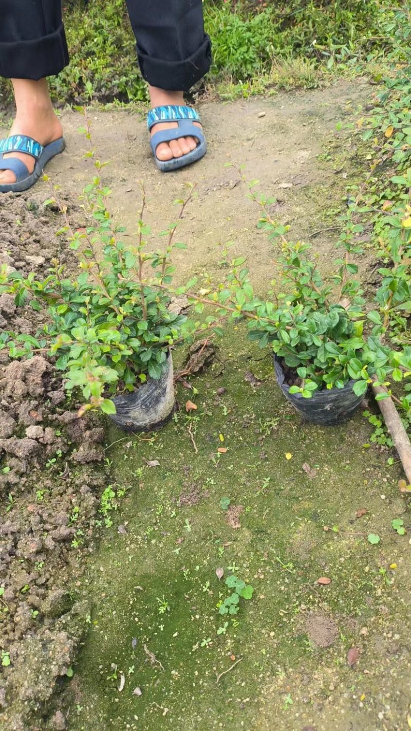 福建茶小袋中袋基地直销质量优质欢迎老板前来咨询合作
