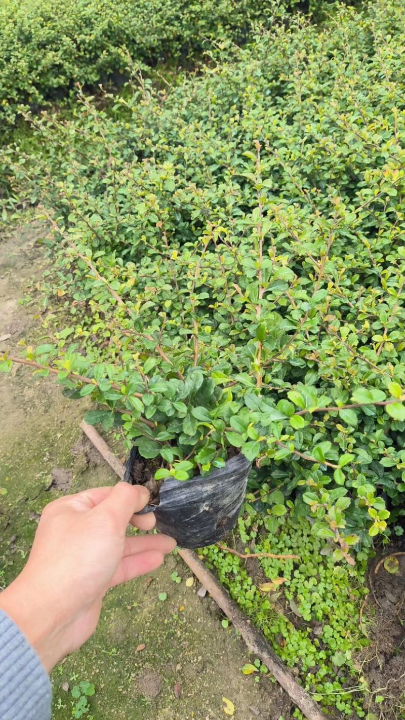 福建茶小袋中袋基地直销质量优质欢迎老板前来咨询合作