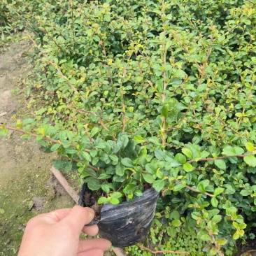 福建茶小袋中袋基地直销质量优质欢迎老板前来咨询合作