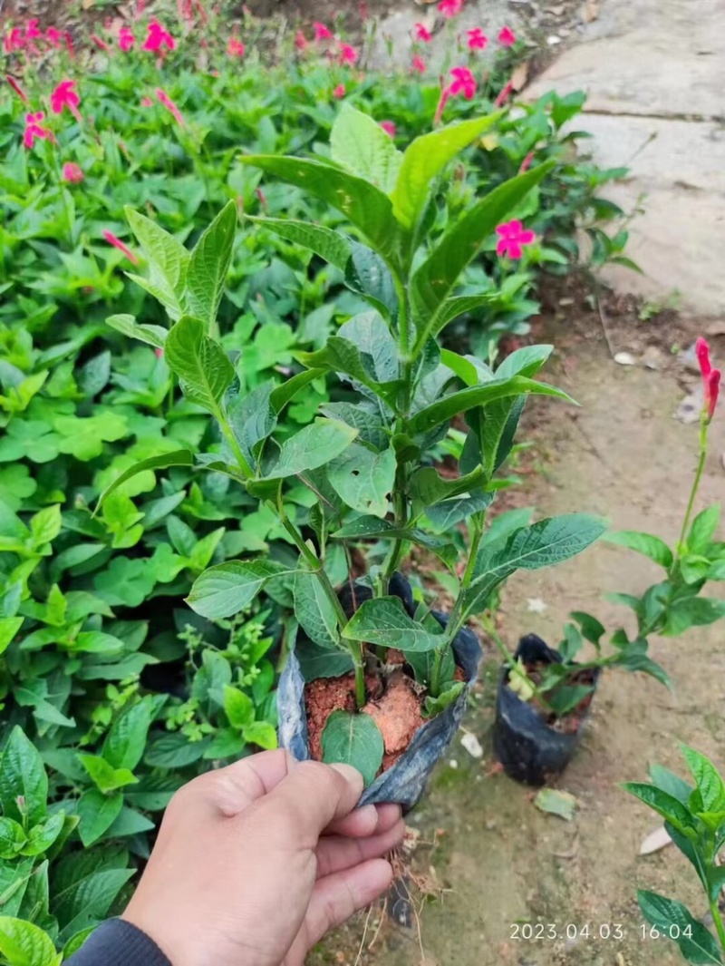 大花芦莉小袋中袋基地直销质量优质欢迎老板来电洽谈合作