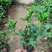 大花芦莉小袋中袋基地直销质量优质欢迎老板来电洽谈合作
