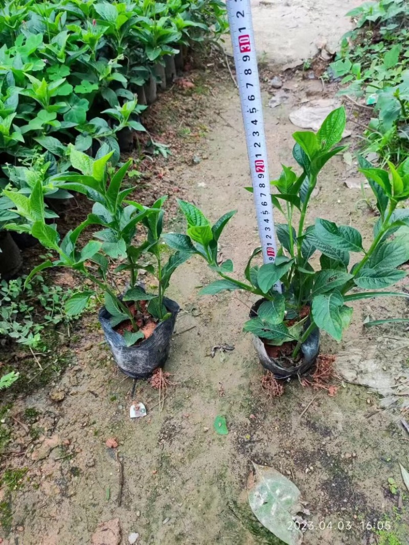 大花芦莉小袋中袋基地直销质量优质欢迎老板来电洽谈合作