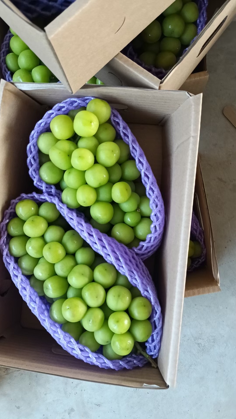 阳光玫瑰产地直供支持分拣全年供应对接各级市场