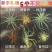 空气凤梨植物无土栽培