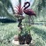 空气凤梨植物无土栽培
