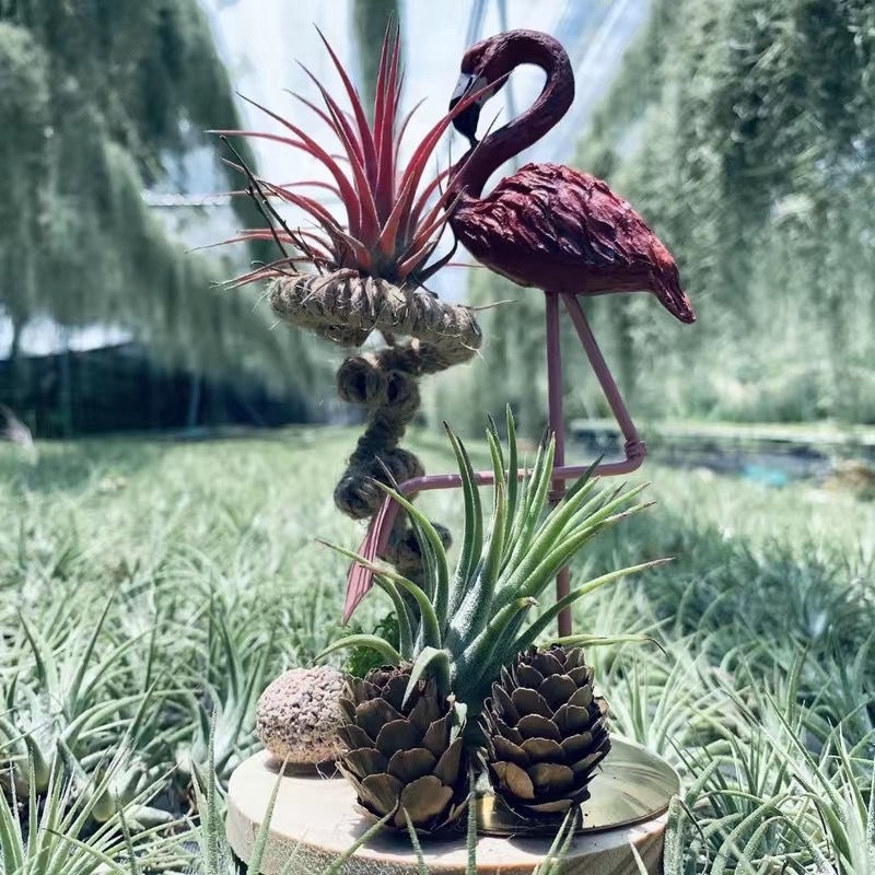 空气凤梨植物无土栽培