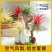 空气凤梨植物无土栽培