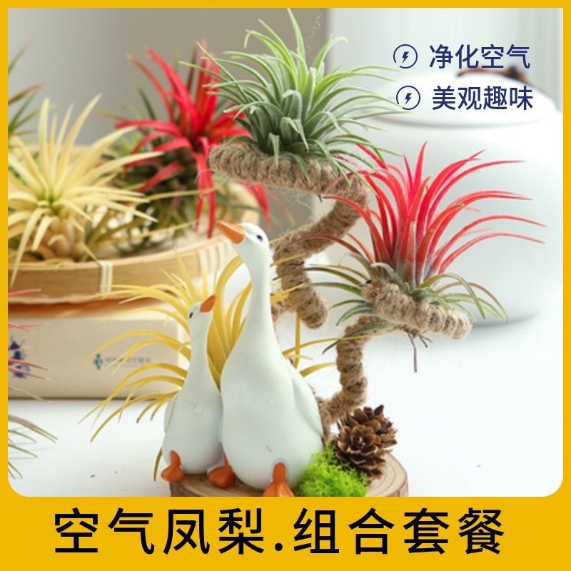 空气凤梨植物无土栽培
