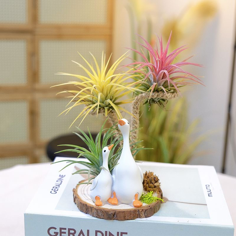 空气凤梨植物无土栽培