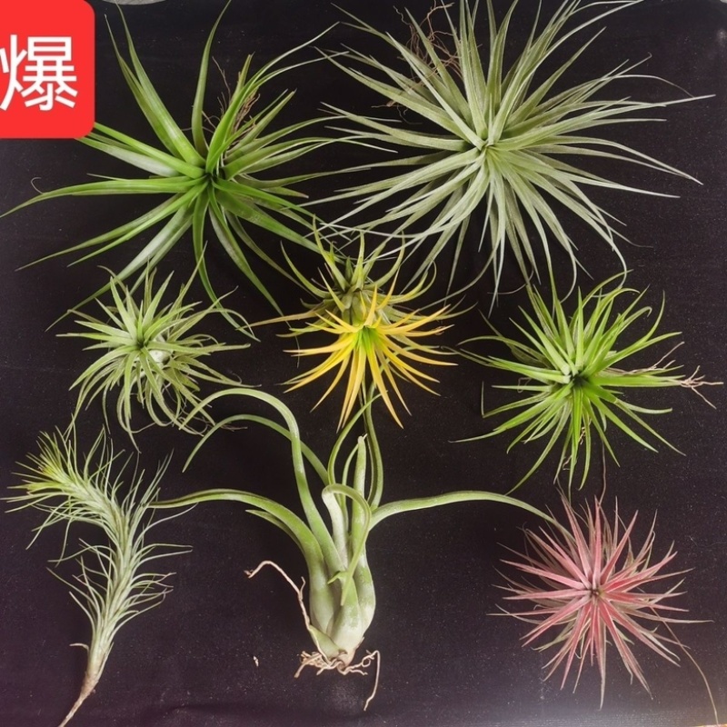 空气凤梨植物无土栽培