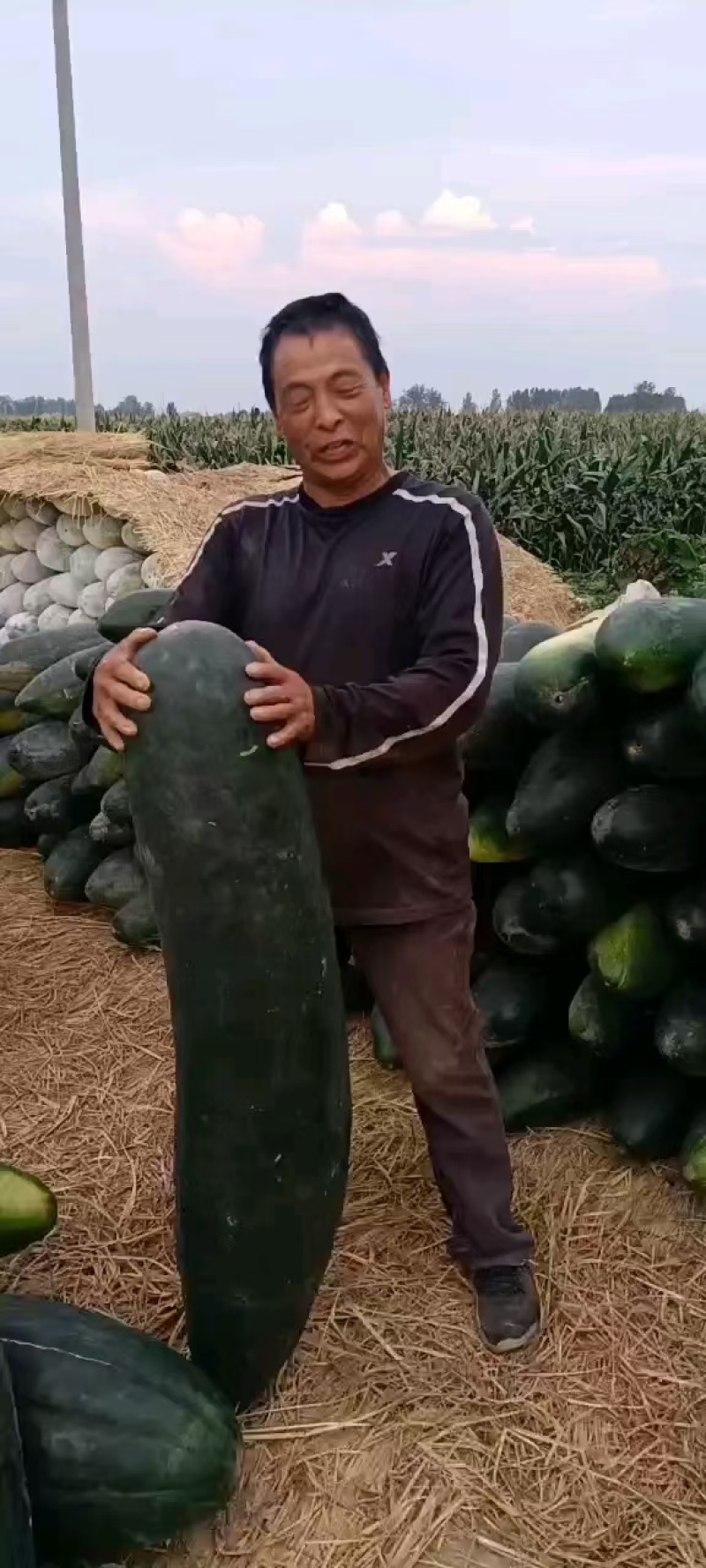 湘妹子，墨宝冬瓜种子，还有有种子，适合种植掉冬瓜，地冬瓜