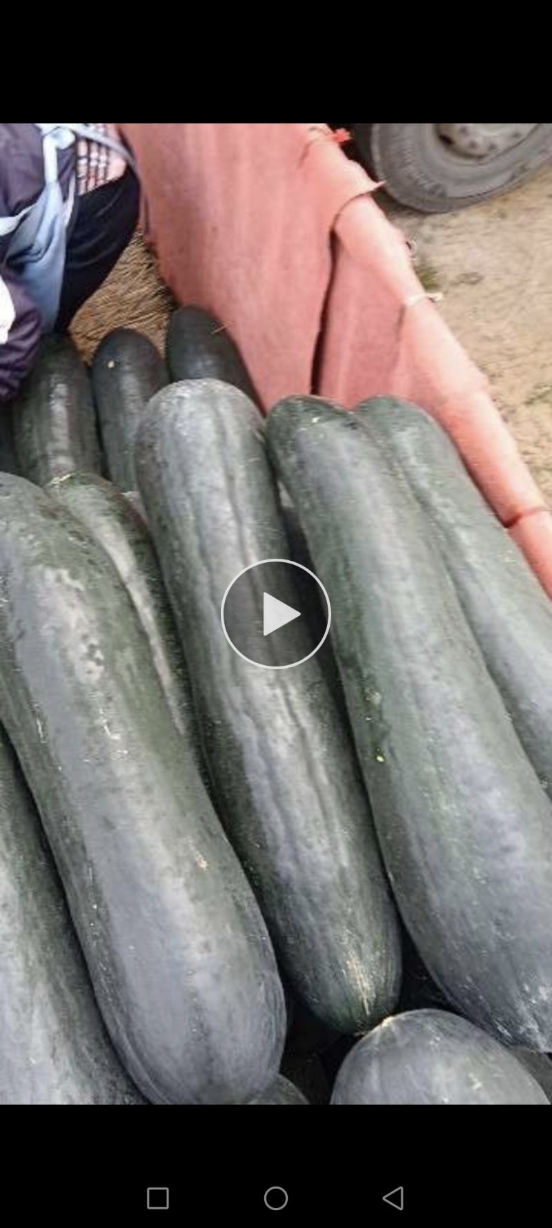 湘妹子，墨宝冬瓜种子，还有有种子，适合种植掉冬瓜，地冬瓜