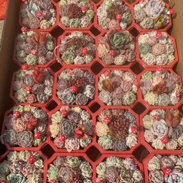代办山东各种盆栽盆花，绿化苗木等