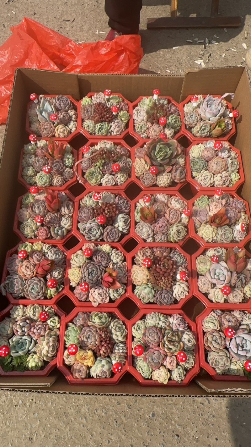 代办山东各种盆栽盆花，绿化苗木等
