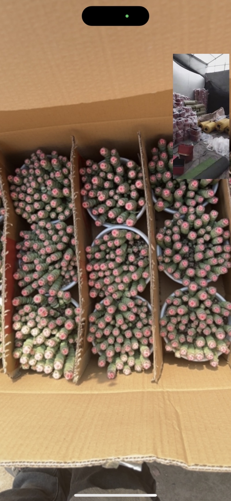 代办山东各种盆栽盆花，绿化苗木等