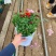 代办山东各种盆栽盆花，绿化苗木等